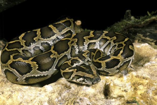 Indian Python (python molurus)