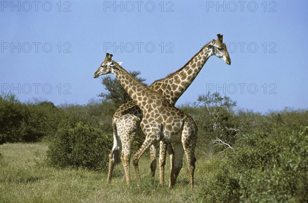 Masai Giraffe (giraffa camelopardalis tippelskirchi), Adults in the Bush, Kenya, Africa