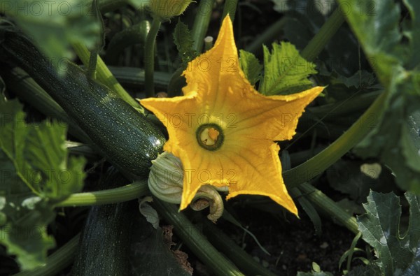 Long Courgette or Long Zucchini (cucurbita pepo), with Flower