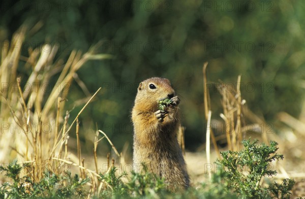 Black-Tailed Prairie Dog (cynomys ludovicianus), Adult standing on Hind Legs, Eating Grass