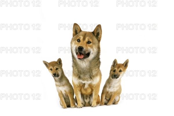 Shiba Inu Dog, Male with Pup sitting against White Background