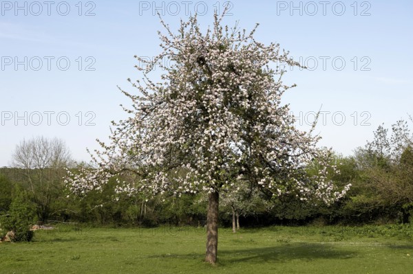 Blooming Cider Apple Tree (malus domestica), Normandy
