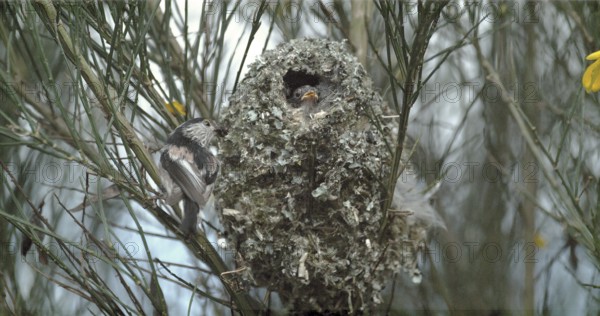 Long-tailed Tit (aegithalos caudatus), Adult Near Nest to Feed Young, Normandy in France