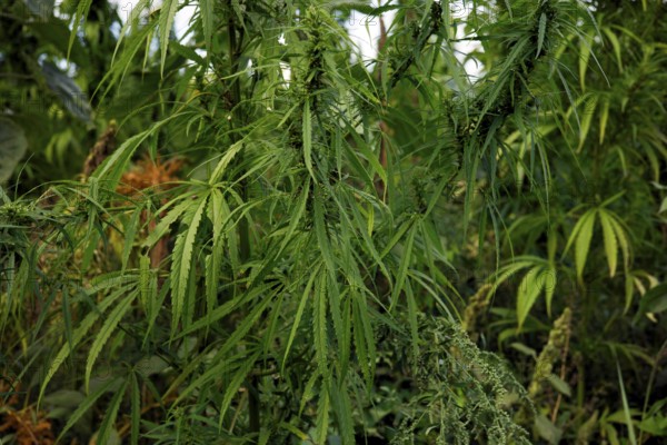 Cultivation of hashish (Cannabis), Brandenburg, Germany, Europe