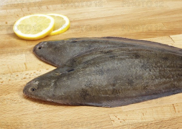 Sole, Sole (solea solea), Other animals, Fish, Flatfish, Animals, Sole Fish, Fresh Fish with Lemon