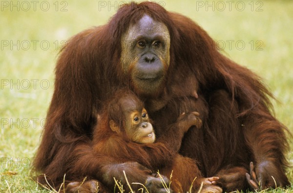 ORANG bornean orangutan (pongo pygmaeus), MOTHER WITH BABY SITTING ON GRASS