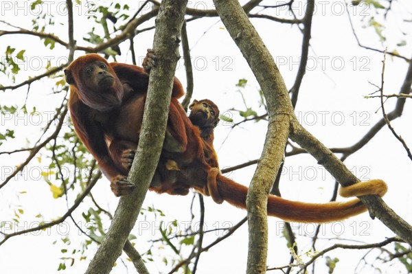 Venezuelan red howler (alouatta seniculus), female with young in tree, Los Lianos in Venezuela