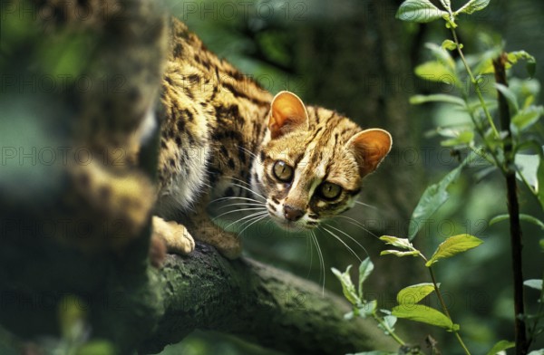 Leopard Cat (prionailurus bengalensis), Adult on Branch