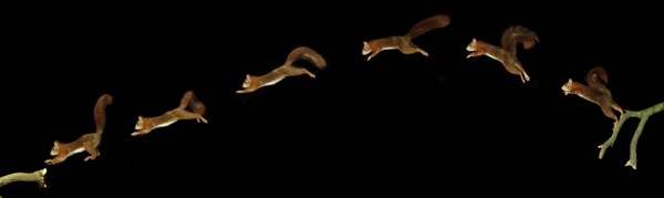 Red Squirrel (sciurus vulgaris), Male Leaping, Movement Sequence
