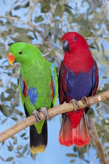 Eclectus Parrot (eclectus roratus), Male with Female on Branch