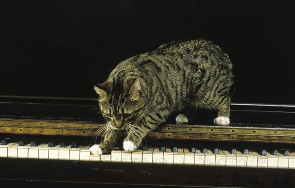 Manx domestic cat, cat breed without tail, adult on piano