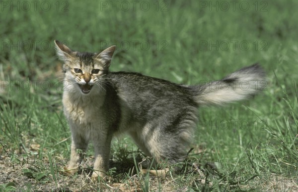 Somali domestic cat with open mouth, in defensive posture