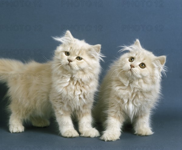 Cream Persian Domestic Cat, Kitten