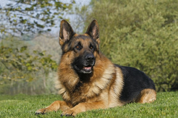 German shepherd dog, adult lying on grass