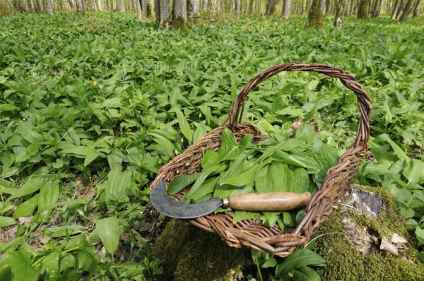 Leaves of wild garlic (Allium ursinum), lily of the valley (Convallaria majalis), autumn linseed