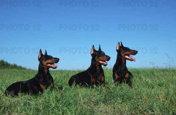 Doberman Pinscher, cropped ears