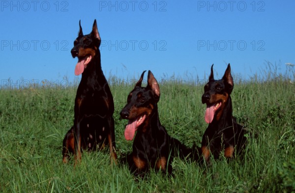 Doberman Pinscher, cropped ears