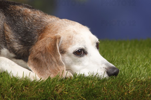 Beagle, male, old dog, 10 years old