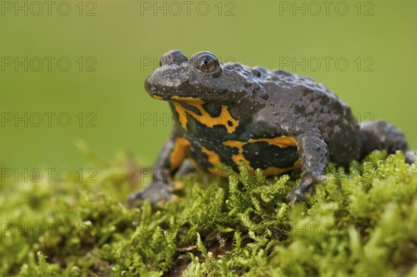 Yellow-bellied toad (Bombina variegata) Rhineland-Palatinate, Germany, Europe
