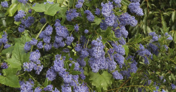 Ceanothus, ceanothus sp., in bloom in a garden, spring, Normandy in France