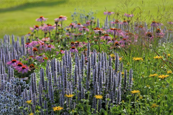 Perennial Flowers in the Garden, Real common lavender (Lavandula angustifolia)