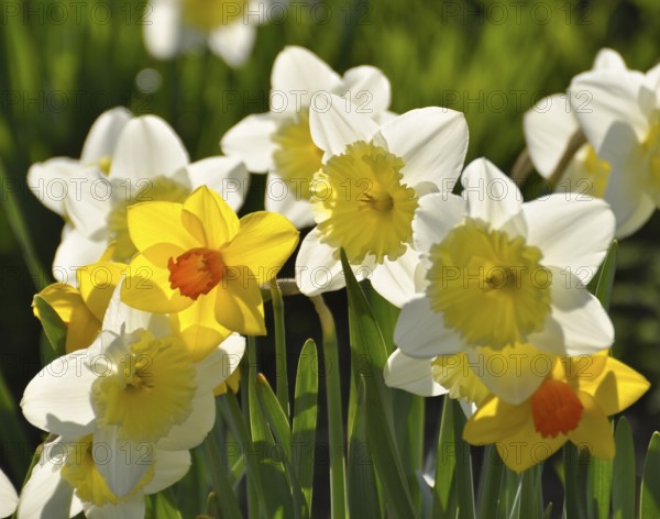 Daffodils flowering in spring in the meadow, yellow daffodil (narcissus pseudonarcissus), daffodil,