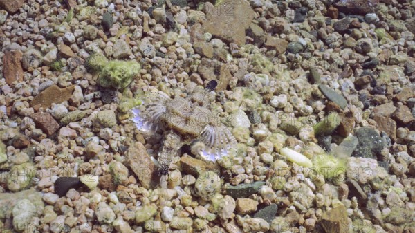 Common Seamoth, Little Dragonfish (Eurypegasus draconis) or Short Dragonfish walking on sandy rocky