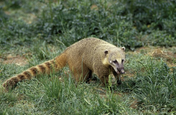 Ringtailed Coati or Coatimundi (nasua nasua)