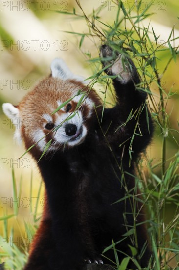 Red Panda (ailurus fulgens), Adult Eating Bamboo