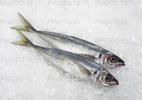 Fresh Horse Mackerel (trachurus trachurus) on Ice