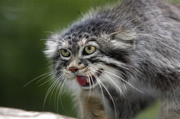 Pallas's cat (otocolobus manul) or Pallas' cat, portrait of an adult