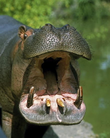 Hippopotamus (hippopotamus amphibius), Adult Yawning, with Open Mouth