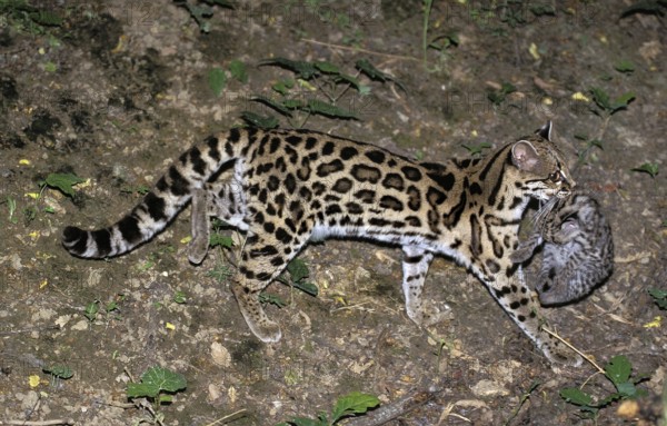 Margay (leopardus wiedii), MOTHER CARROW DICE