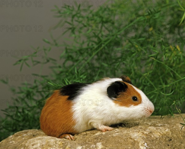 Guinea Pig (cavia porcellus), Adult on Stone