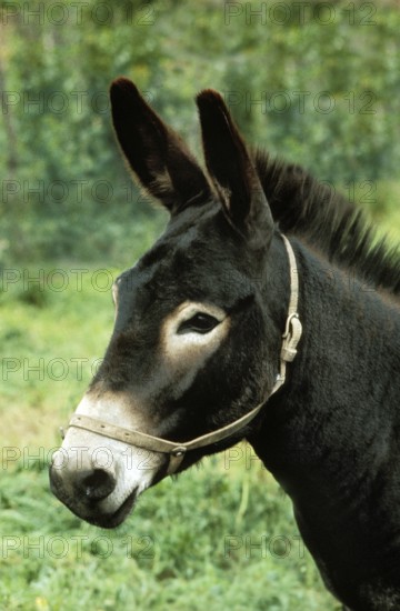 Donkeys in the West of France