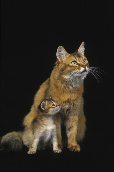 Somali domestic cat, female with kittens against black background