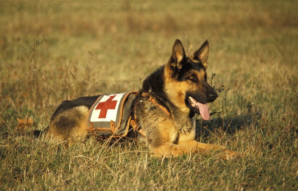 GERMAN SHEPHERD RESCUE DOG