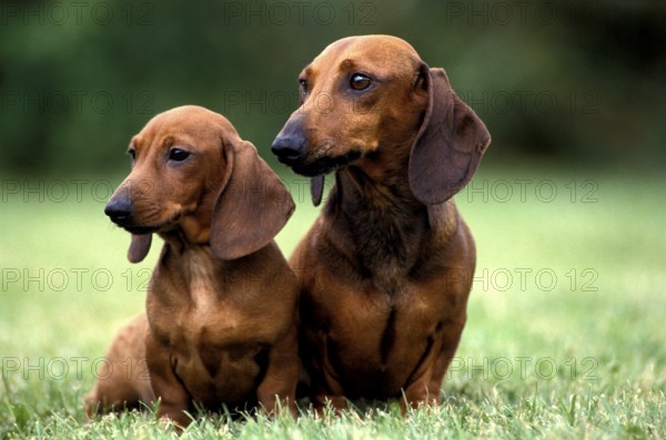 Smooth-haired Dachshund