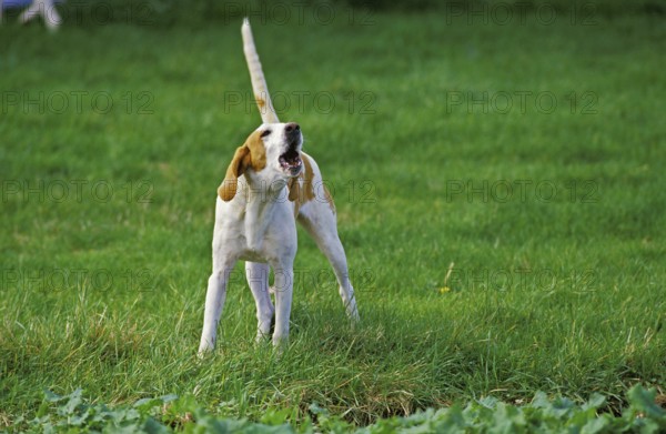 Large Anglo-French white and orange hunting dog, adult, barking