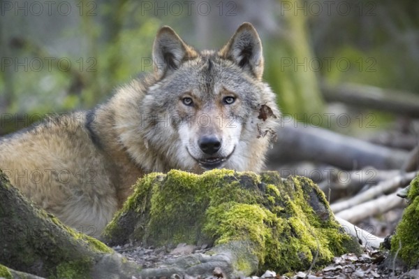 A wolf looks around in its forest enclosure in an animal park. Wolves are spreading increasingly in