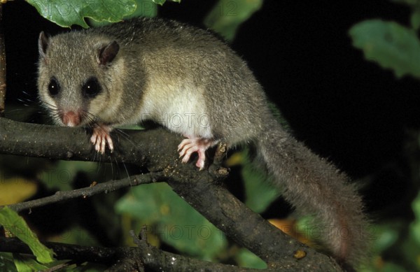 Edible Dormouse (glis glis), Adult standing on Branch