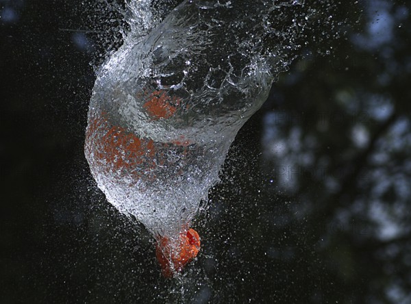 Shot Breaking Water Filled Orange Balloon