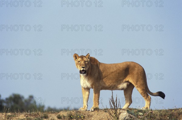 African Lion (panthera leo), Female, Masai Mara Park in Kenya