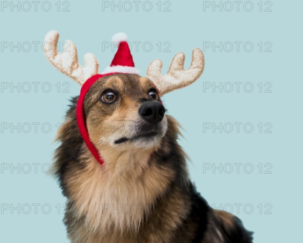 Front view cute dog with christmas concept