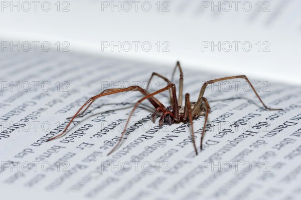 House spider on book, North Rhine-Westphalia (Tegenaria atrica), Germany, Europe