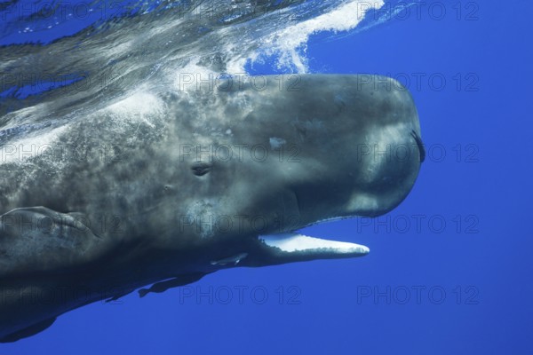 Sperm Whale (Physeter macrocephalus), mouth, Dominica, Lesser Antilles, Leeward Islands, Central