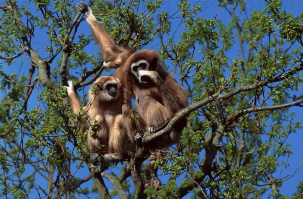 White-handed gibbons (Hylobates lar), females and juveniles