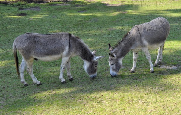 Two donkeys eating