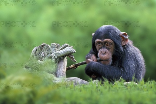 Young Chimpanzee (Pan troglodytes), Chimpy