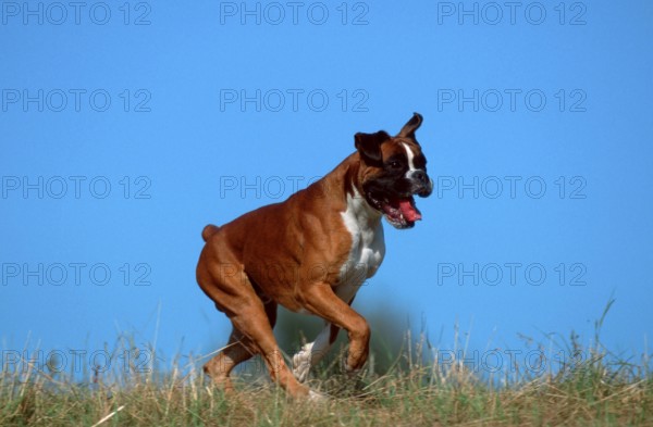 German Boxer